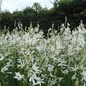 Anthericum liliago
